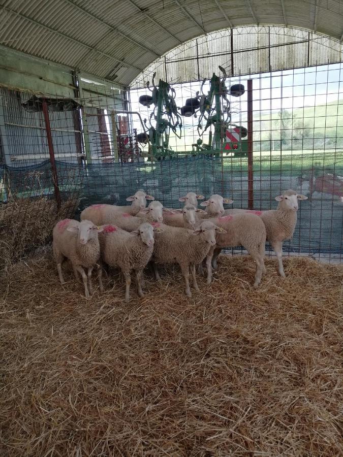 La Quinta Decima Bioagriturismo Fattoria Spedaletto 외부 사진