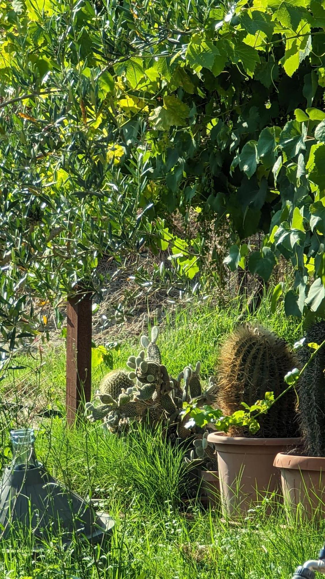La Quinta Decima Bioagriturismo Fattoria Spedaletto 외부 사진